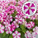 Bild von Petunia P12 FF Rose star